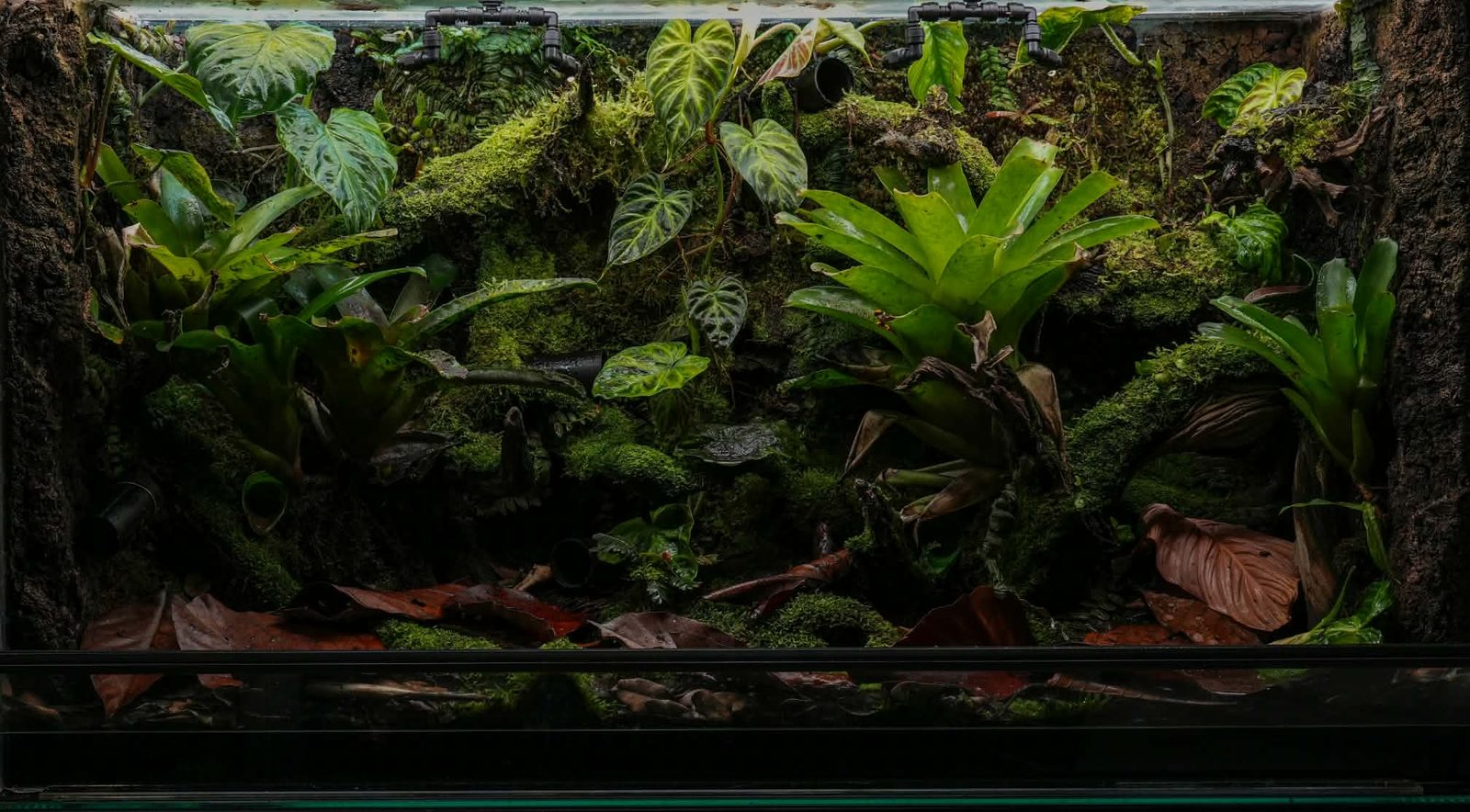 A moss-covered bioactive vivarium with bromeliads