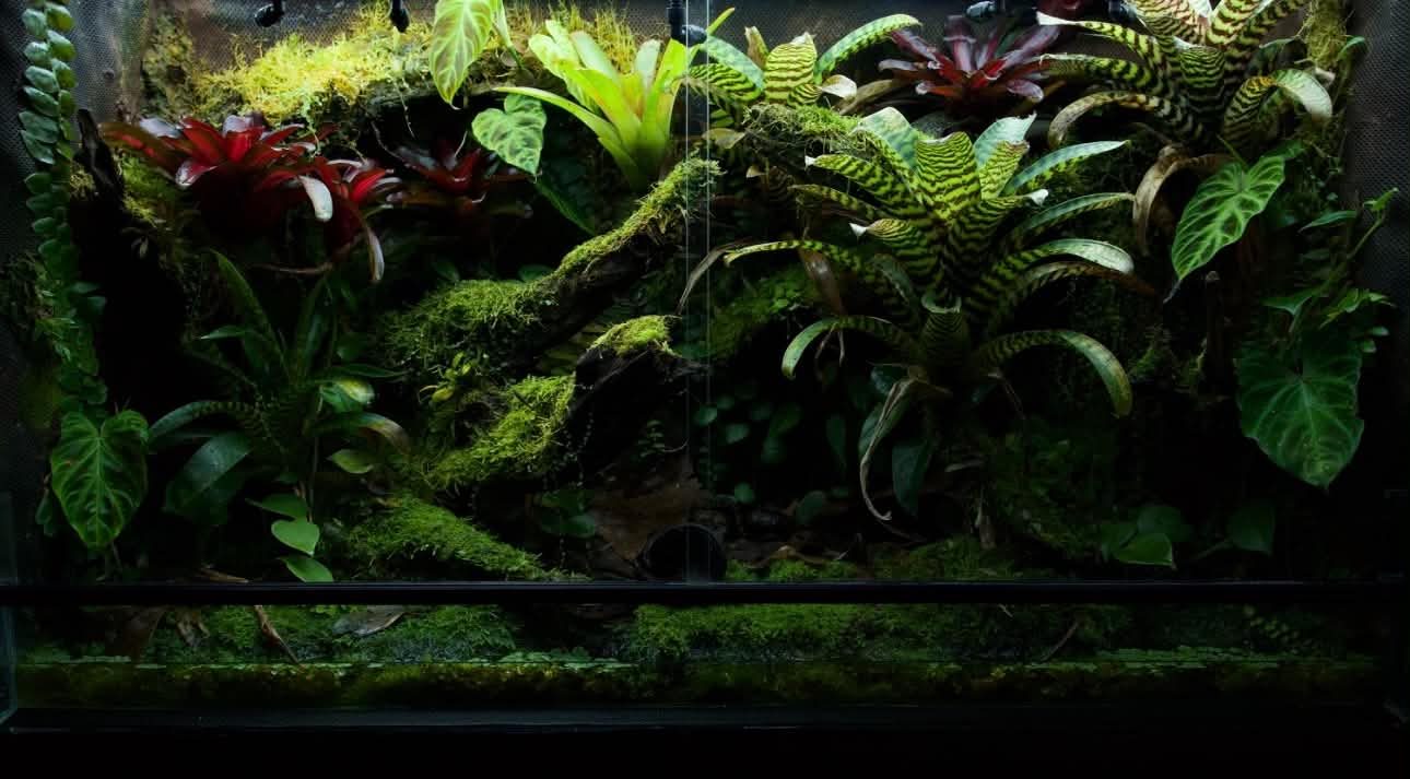 A mossy paludarium planted with bromeliads and ferns