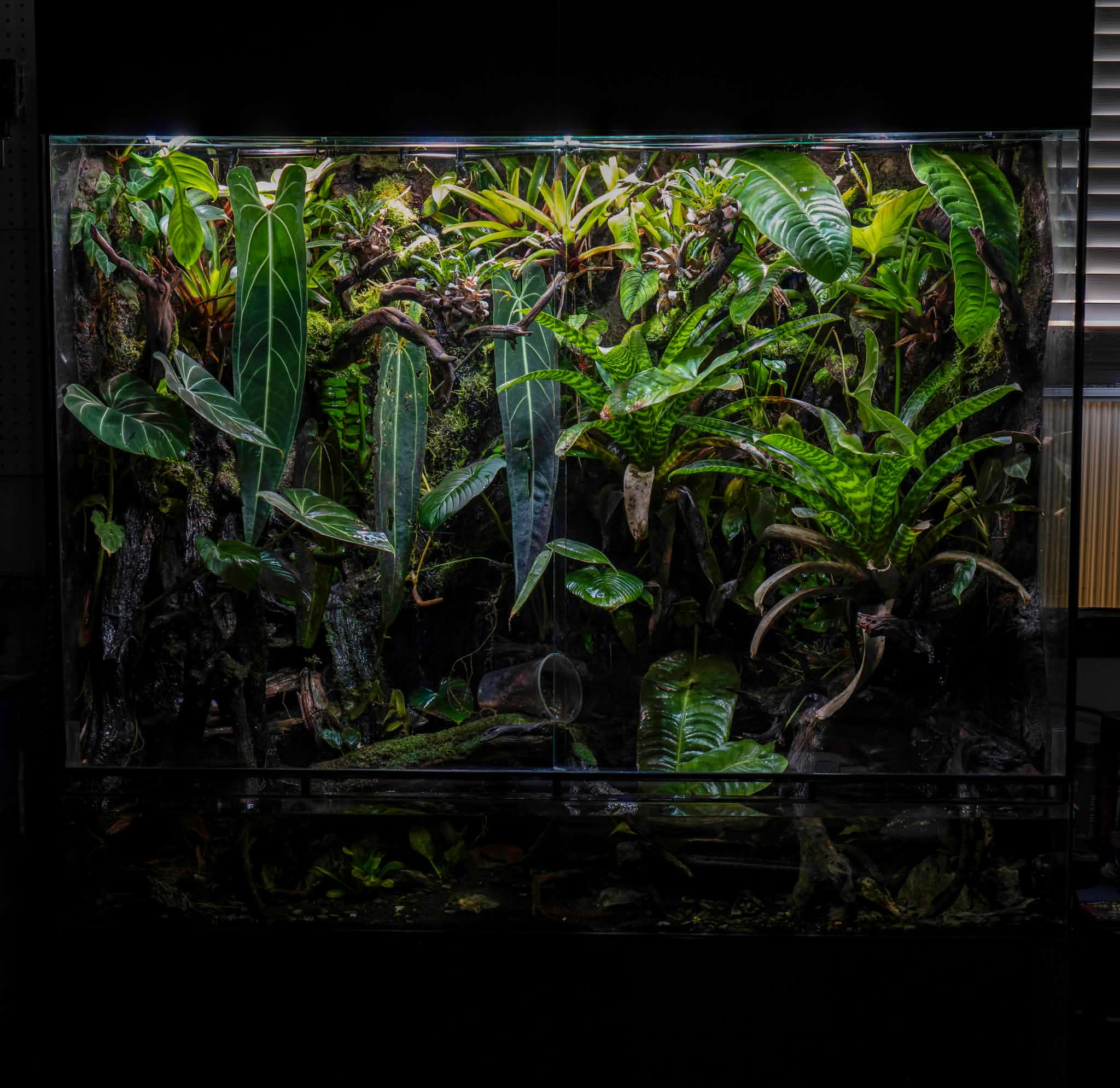 A planted vivarium misted by a MistKing Starter system
